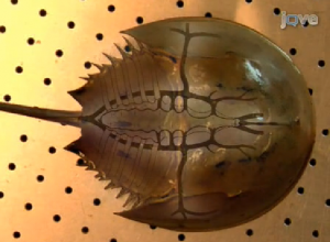 Horseshoe crabs, a research focus for researchers Armstrong and Conrad