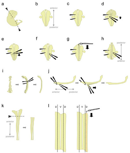 figure-protocol-1 Embryo dissection diagram, showing anterior-posterior orientation and stepwise incision method.