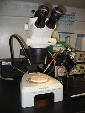figure-protocol-1 Dissection microscope setup for cellular analysis, featuring sample petri dish and optical lenses.