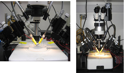figure-protocol-2 Microscope setup for electrophysiology experiment, electrode positioning for neuronal activity recording.
