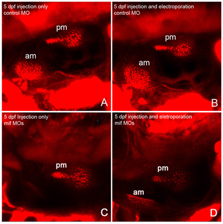 figure-protocol-4 Fluorescent microscopy images, 5 dpf zebrafish, pm/am regions, control/electroporation conditions.