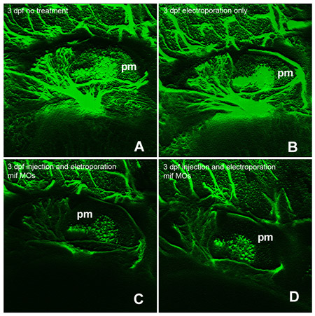 figure-protocol-5 Zebrafish embryo microscopy; pm regions; electroporation effects; fluorescence imaging analysis.