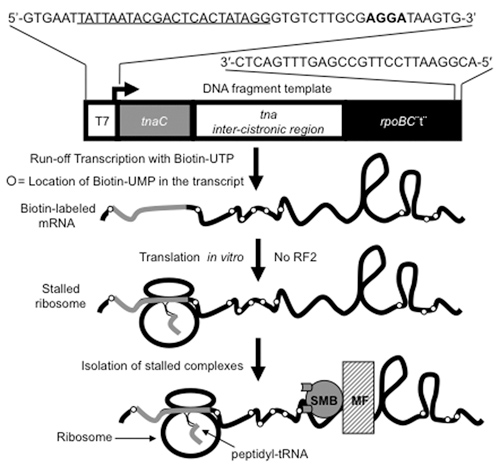 figure-protocol-1 Biotin-labeled mRNA synthesis and translation diagram, showing run-off transcription and ribosome stalling.