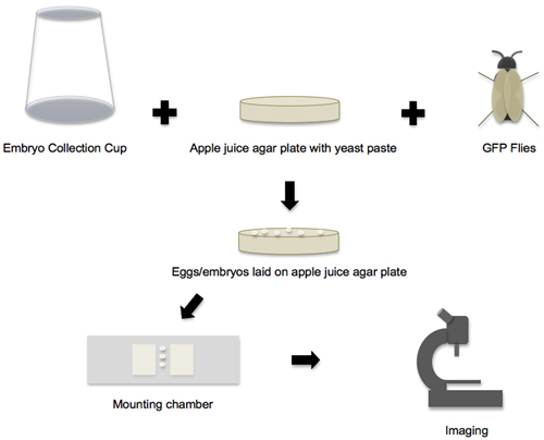figure-protocol-1 Embryo collection process, GFP flies, apple juice agar plate, diagram, imaging setup.