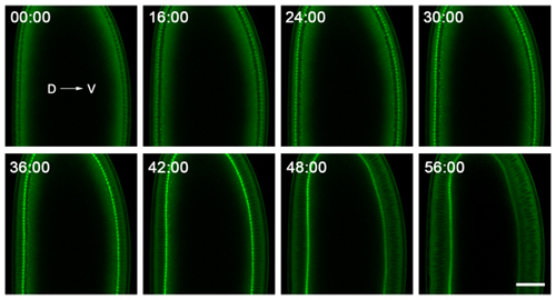 figure-protocol-2 Time-lapse microscopy of plant root growth, showing cellular expansion over 56 hours.