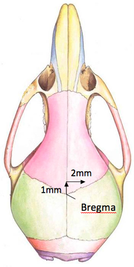 figure-protocol-2 Skull anatomy diagram with measurements indicating location of bregma, highlighting cranial structure.