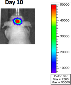 figure-protocol-3 Bioluminescence imaging, animal subject, day 10, intensity scale, research study analysis.