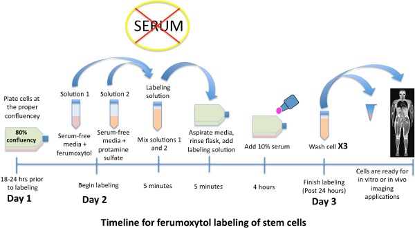 figure-protocol-1 Ferumoxytol stem cell labeling timeline; serum-free media, protamine sulfate, labeling diagram.