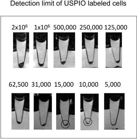 figure-protocol-3 Detection limit diagram of USPIO labeled cells in test tubes, showing cell concentration differences.