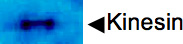 figure-protocol-2 Kinesin protein gel electrophoresis result, protein band visualization for molecular research.
