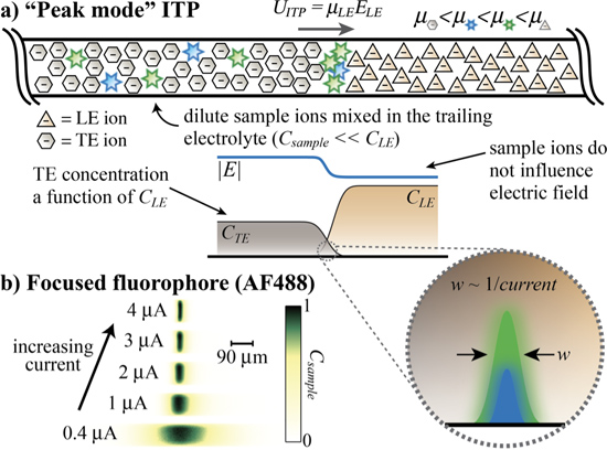 figure-protocol-2 Peak mode isotachophoresis, diagram, electrophoresis setup, ion separation, fluorophore focus analysis.