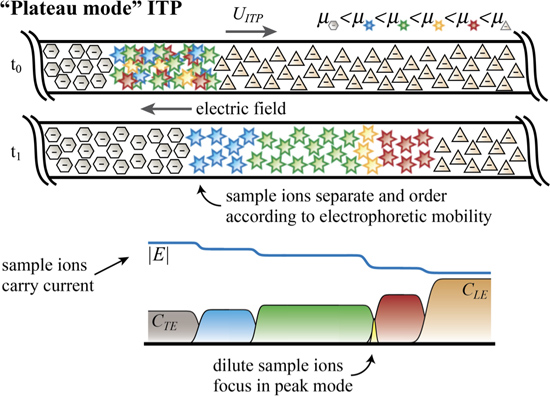 figure-protocol-3 Plateau mode isotachophoresis diagram illustrating ion separation, electrophoretic mobility, and focusing.