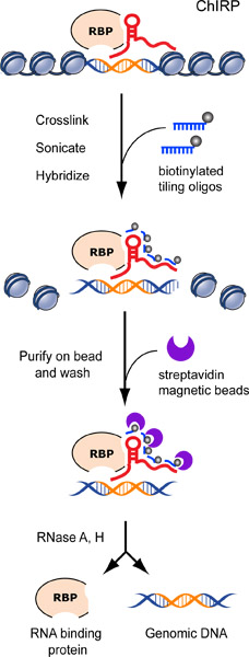 figure-protocol-1 ChiRP process diagram: RNA binding protein analysis using biotinylated oligos and magnetic beads.
