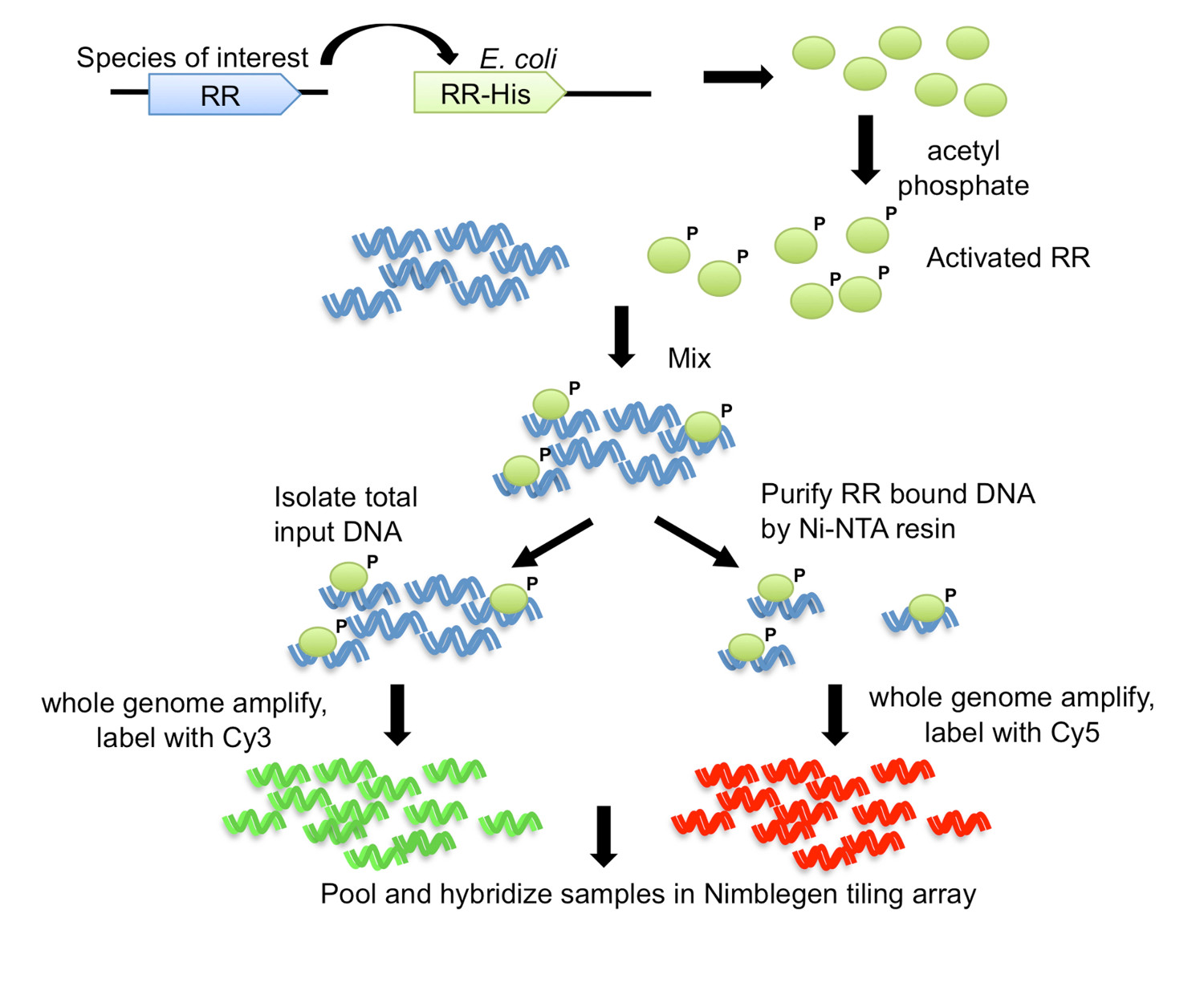 figure-introduction-1 Gene expression process diagram; E. coli, RR-His expression, Ni-NTA purification, DNA amplification.