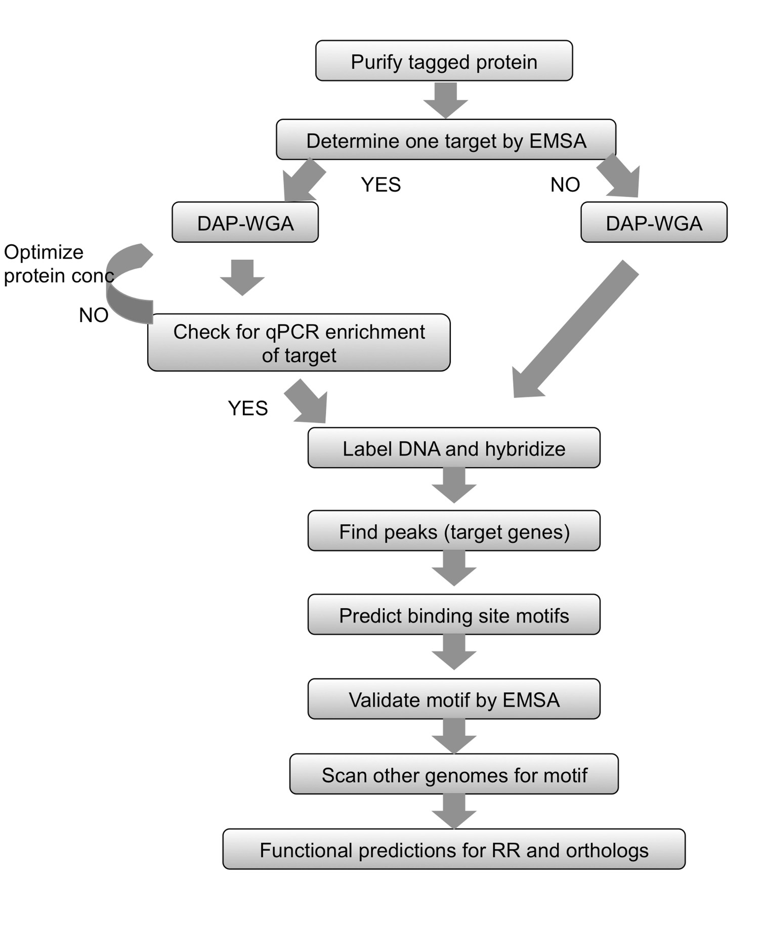 figure-introduction-2 Protein-DNA interaction analysis flowchart; EMSA, qPCR steps for functional predictions.