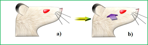 figure-results-1 Gene editing in mice; CRISPR-Cas9 process diagram with genetic modification indicator.