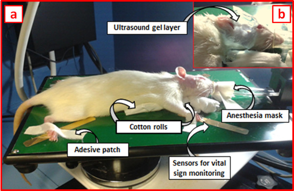 figure-results-2 Rodent in anesthesia setup; sensors, gel, and masks; experiment in vital sign monitoring.