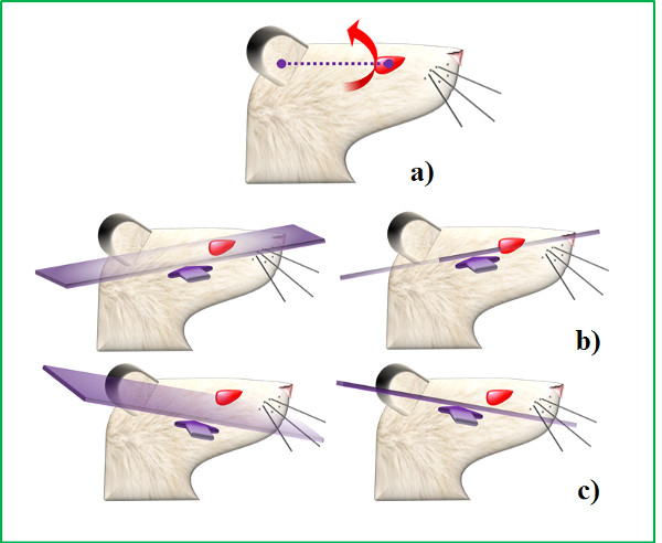 figure-results-4 Mouse head orientation in MRI scans; diagram shows various imaging angles for brain sectioning.