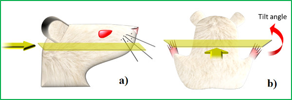 figure-results-9 Mouse sagittal plane orientation diagram; imaging tilt angle experiment illustration.