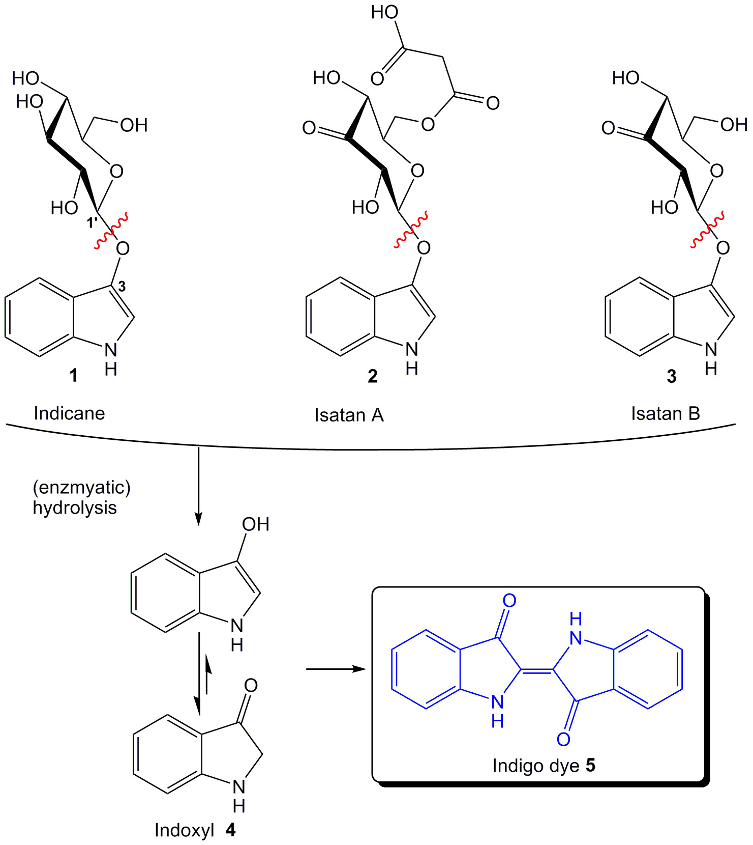 figure-introduction-1 Indican hydrolysis process diagram showing indole derivatives and indigo dye formation.