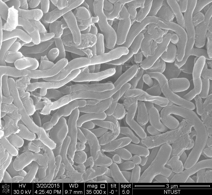 figure-results-2 SEM image of bacterial cells; used in microbiology for cellular structure analysis.