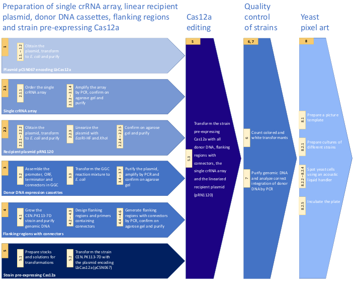 figure-results-1 Flowchart of single crRNA array preparation for Cas12a editing; PCR methods and yeast pixel art results.