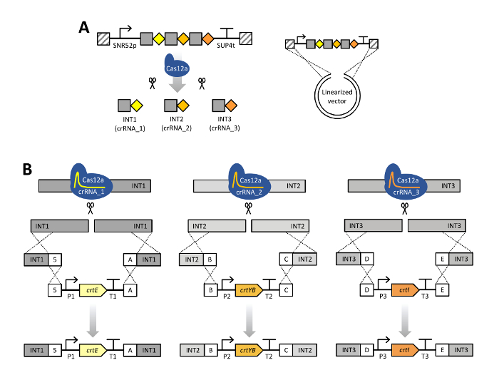 figure-results-2 CRISPR-Cas12a gene editing diagram; linearized vector with crRNA, illustrating cut sites.