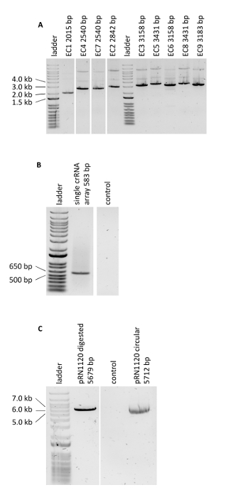 figure-results-3 Gel electrophoresis analysis; DNA separation; ladder; bp markers; results; molecular biology experiment.