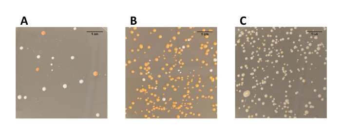 figure-results-4 Bacterial colony growth on agar plates, comparison diagram, experiment results, microbial analysis.