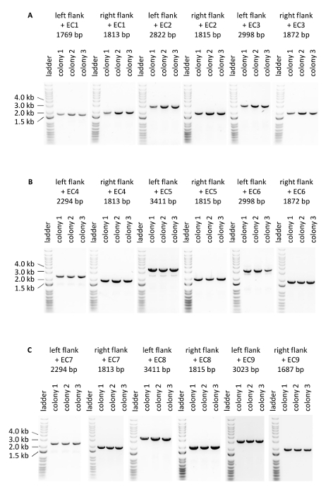 figure-results-5 Gel electrophoresis results showing DNA fragment separation and colony identification for gene editing.