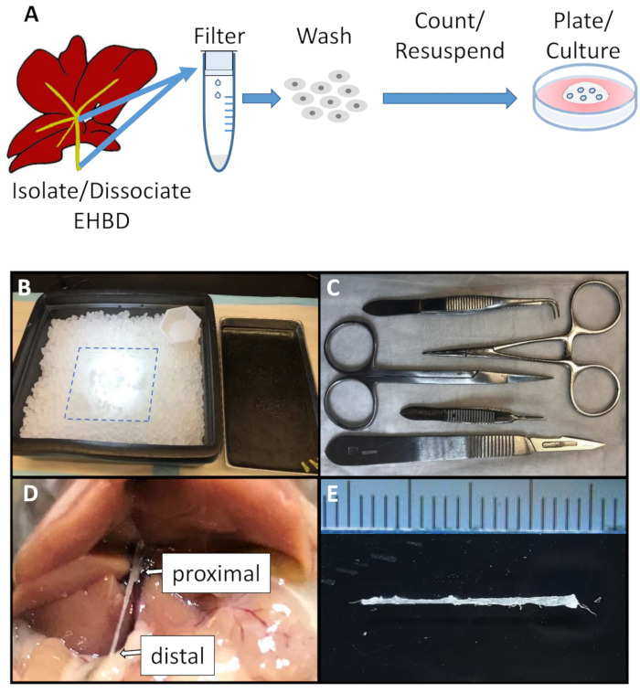 figure-results-1 Tissue isolation process diagram; includes experimental setup with dissection tools and tissue samples.