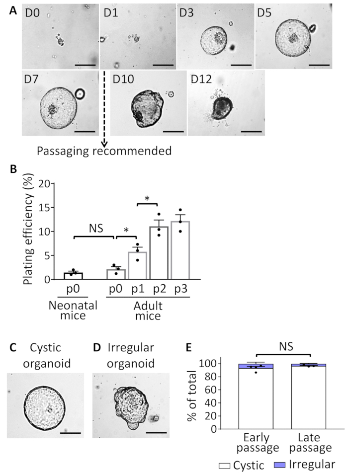 figure-results-2 Organoid growth stages, plating efficiency graph, cystic vs. irregular morphology, microscopy results.