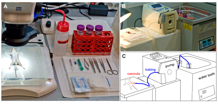 figure-results-1 Animal surgery preparation station; diagram of infusion pump setup for experimental pharmacology.