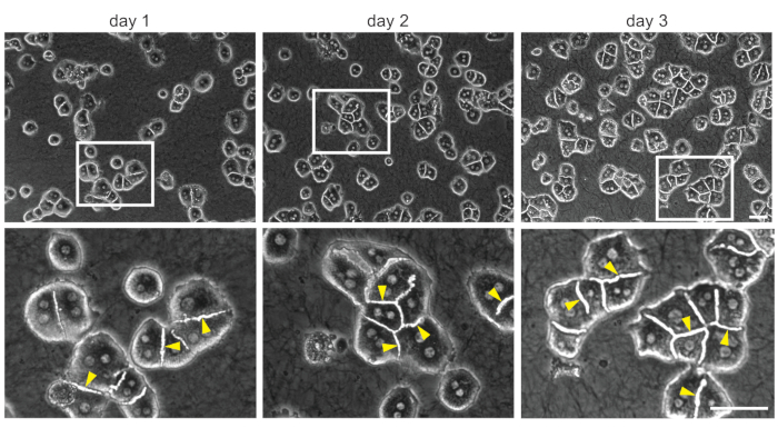 figure-results-4 Cell growth progression microscope image; day 1-3; experimental time-lapse; cell division study.