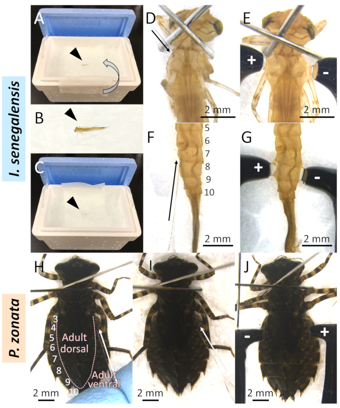 figure-results-3 伊希纳ura senegalensis 和 P. zonata 的生活史阶段、解剖学研究;显微图像、宏观视图。