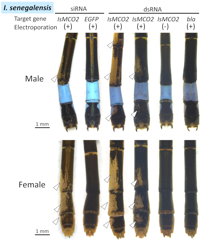 figure-results-4 I. senegalensis 电穿孔示意图,siRNA 和 dsRNA 基因功能研究。