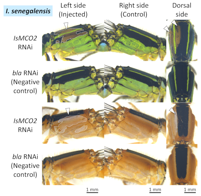 figure-results-5 显示 IsMCO2 基因作用的中国台湾棘猛水蚤(*I. senegalensis*)RNAi 实验,背侧视图,比例尺 1 mm。