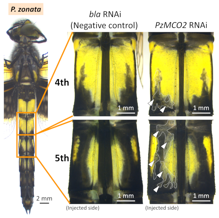 figure-results-6 RNAi对P. zonata翅膀的影响;比较分析;示意图;对照组与PzMCO2 RNAi结果对比。
