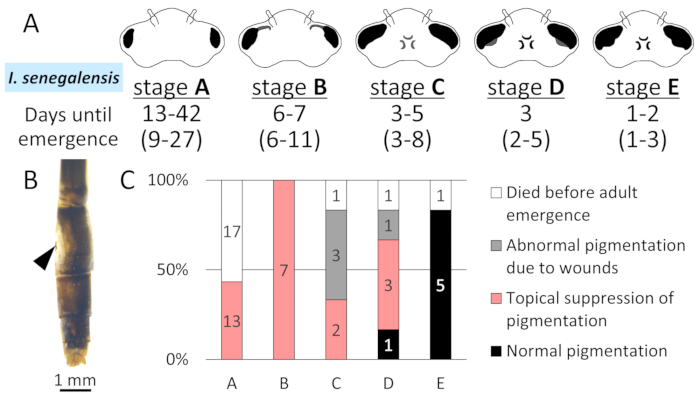 figure-results-7 I. senegalensis 发育阶段、幼虫色素沉着、羽化时间、柱状图分析。
