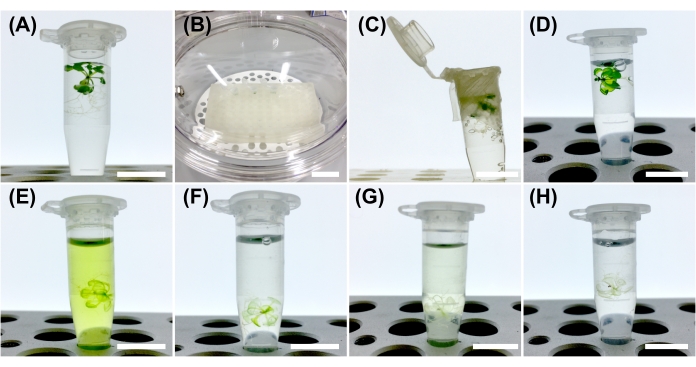 figure-protocol-1 Plant tissue sample extraction process in microcentrifuge tubes, step-by-step experiment stages.