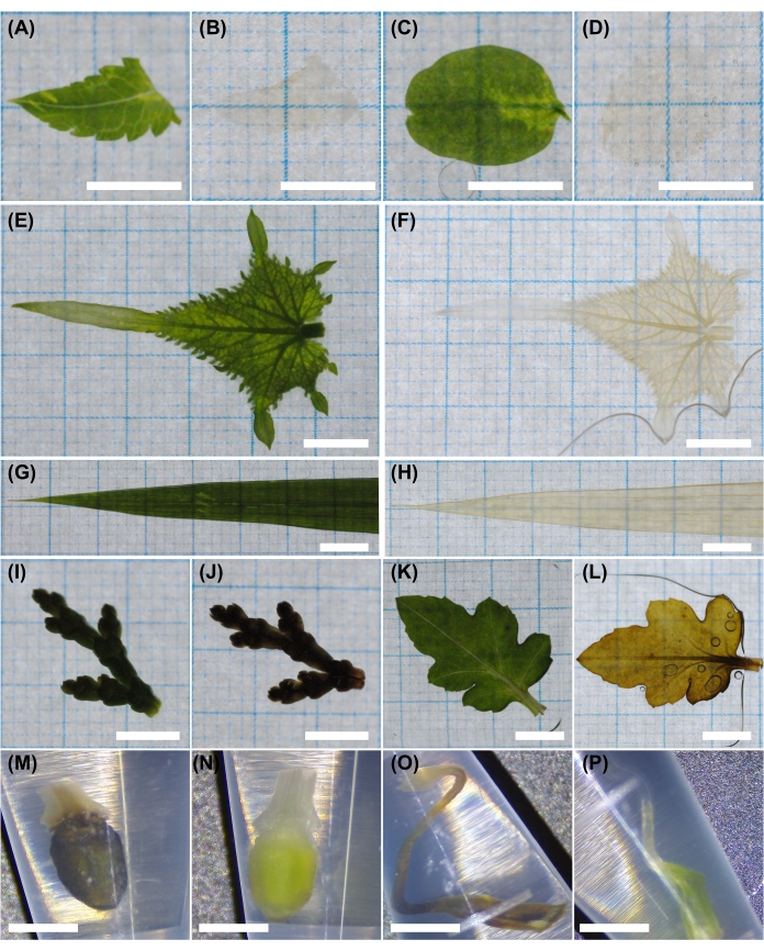 figure-results-1 Leaf morphology and anatomy, microscopy images, educational botany study, diverse leaf shapes.