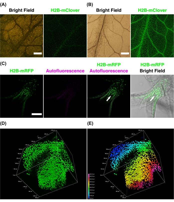 figure-results-2 Bright field and fluorescence microscopy of plant cells showing autofluorescence and H2B-mClover/mRFP.