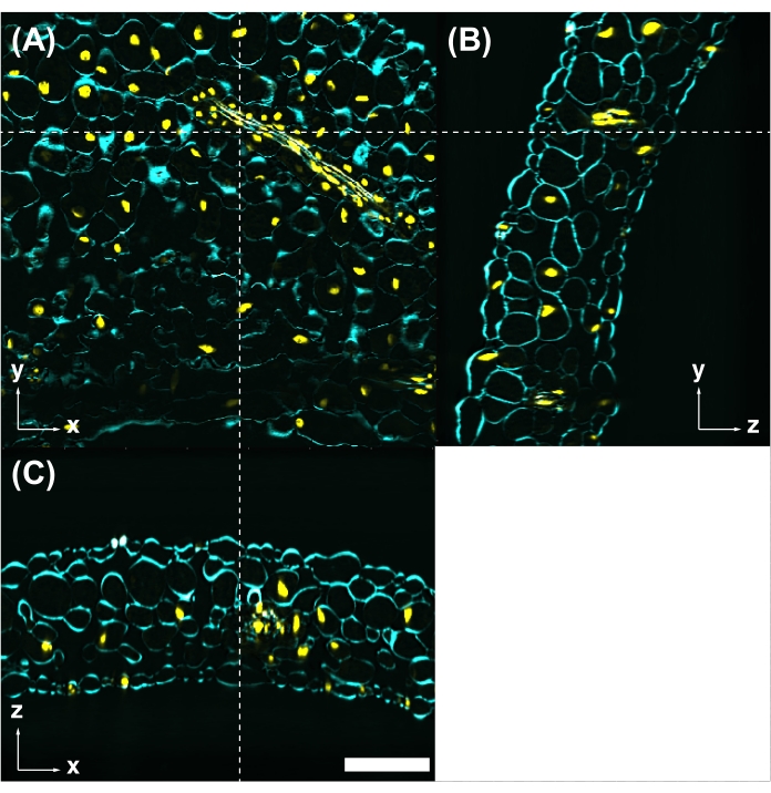 figure-results-3 Confocal microscopy image; cell structure in cross-sectional diagram.