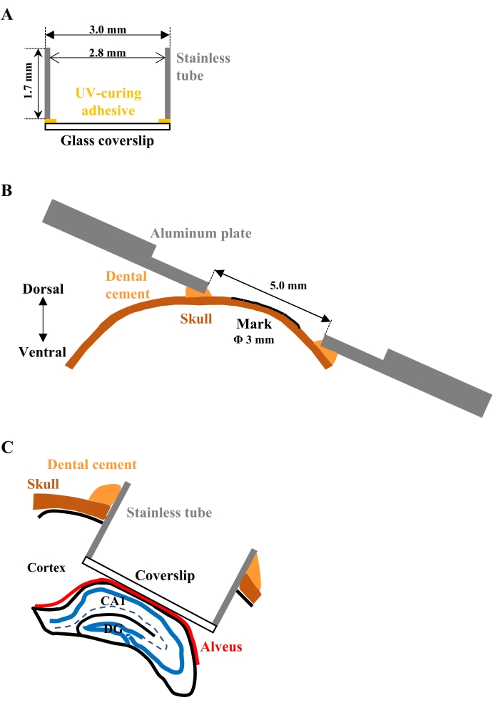 figure-results-1 Surgical implant setup diagrams with dental cement, stainless tube, skull for neurological studies.