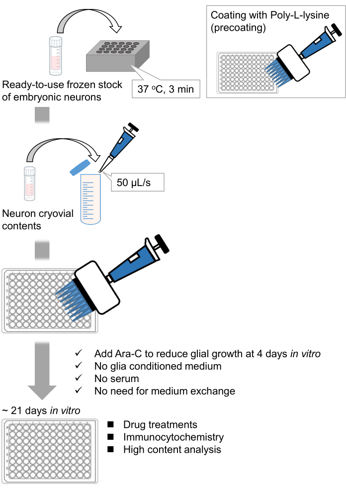 figure-results-1 Neuron culture procedure; diagram; neuron cryovial contents; coating; Poly-L-lysine; in vitro analysis.