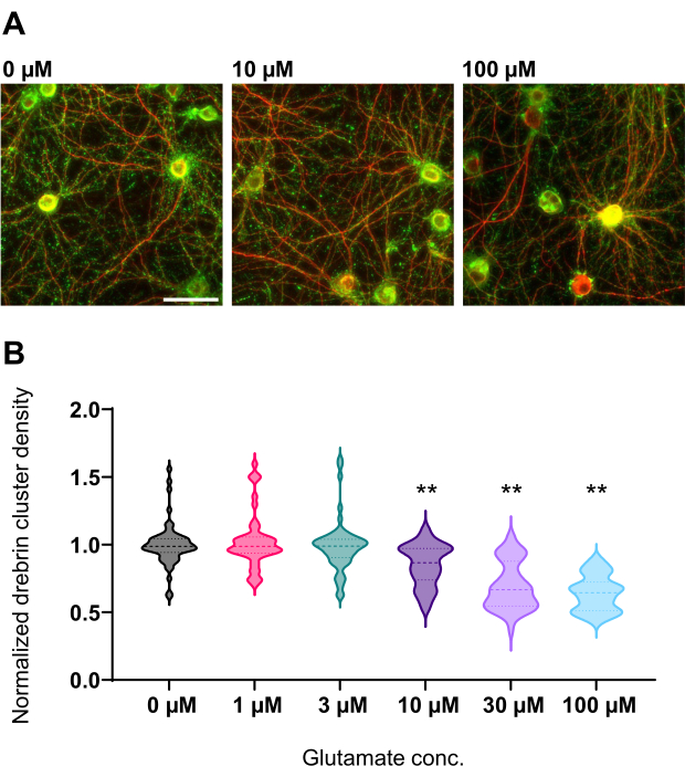figure-results-4 Neuronal imaging and glutamate effect on drebrin density; microscopy images and data violin plot.