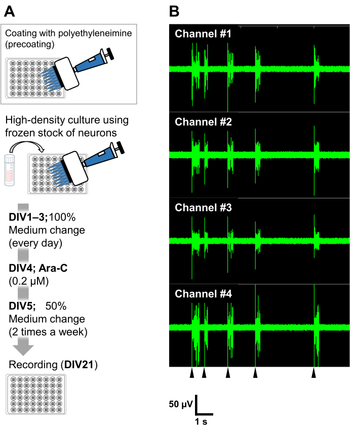 figure-results-6 Neuronal culture setup coating, waveform graph, multiple channel recordings, electrophysiology study.