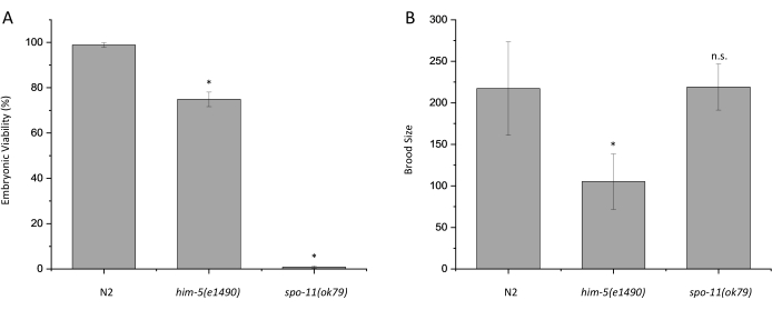 figure-results-2 Embryonic viability and brood size bar charts comparing N2, him-5(e1490), spo-11(ok79) strains.