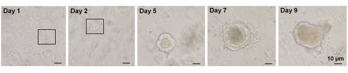 figure-results-3 Zaman içinde hücre büyümesi, mikroskop görüntüleri, 1-9. günler, gelişim ilerleme çalışması