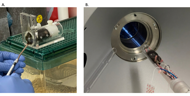 figure-results-10 Preparação de varredura de ressonância magnética de camundongo e configuração do tubo de entrada para experimento de imagem cerebral.